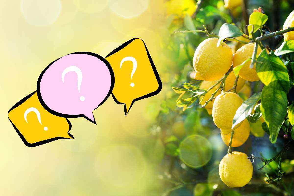 polvere limone come realizzarla