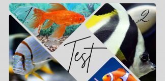 test personalità pesci