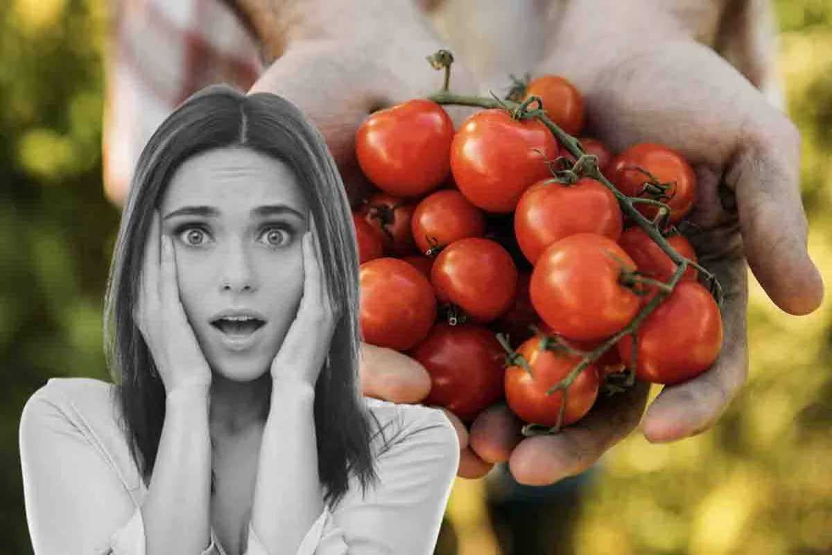 Pomodori infetti dal batterio della salmonella