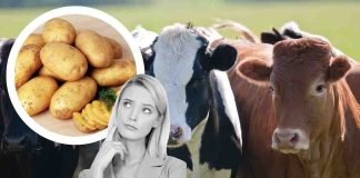 Mucche e patate hanno qualcosa in comune: il latte