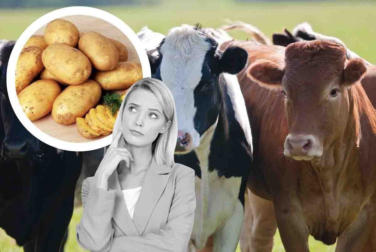 Mucche e patate hanno qualcosa in comune: il latte