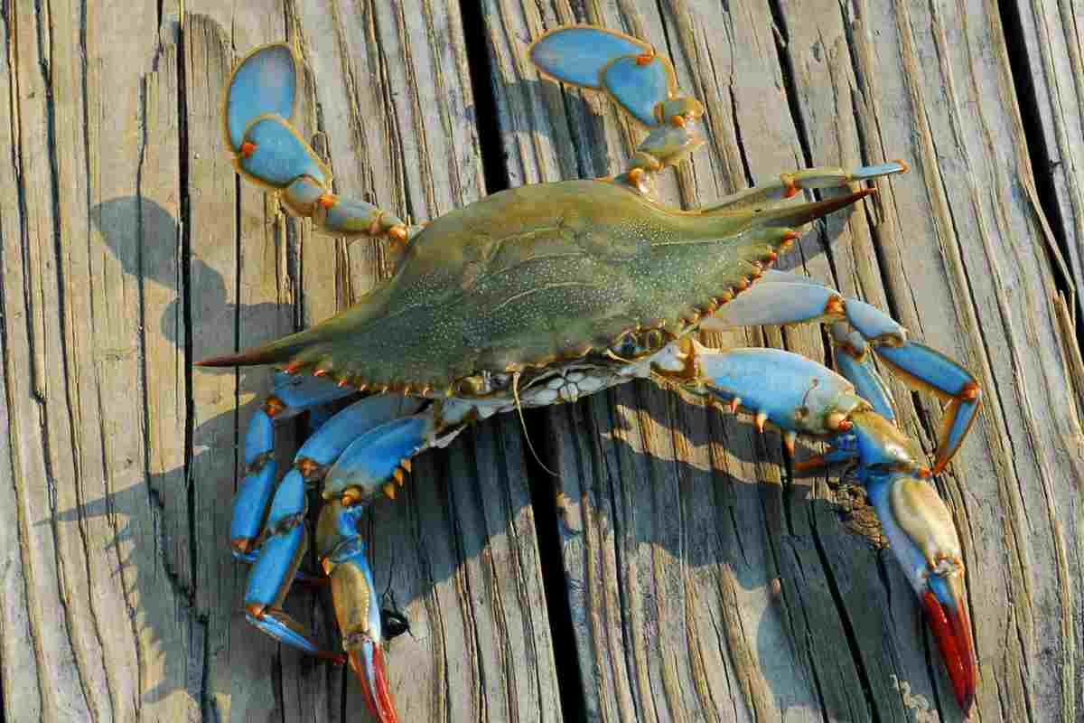 Pericolo alieni in arrivo dal mare