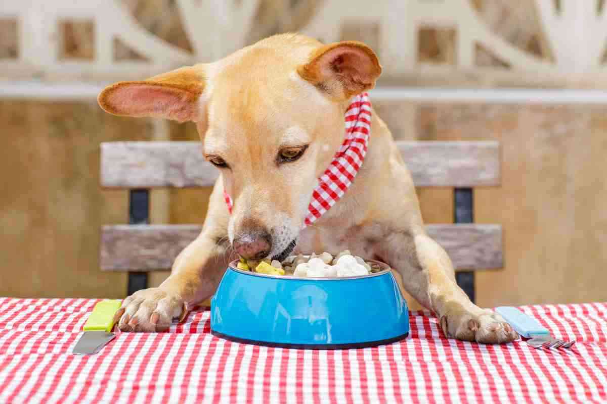 bevande per cani, possono bere la soda? Questa sì