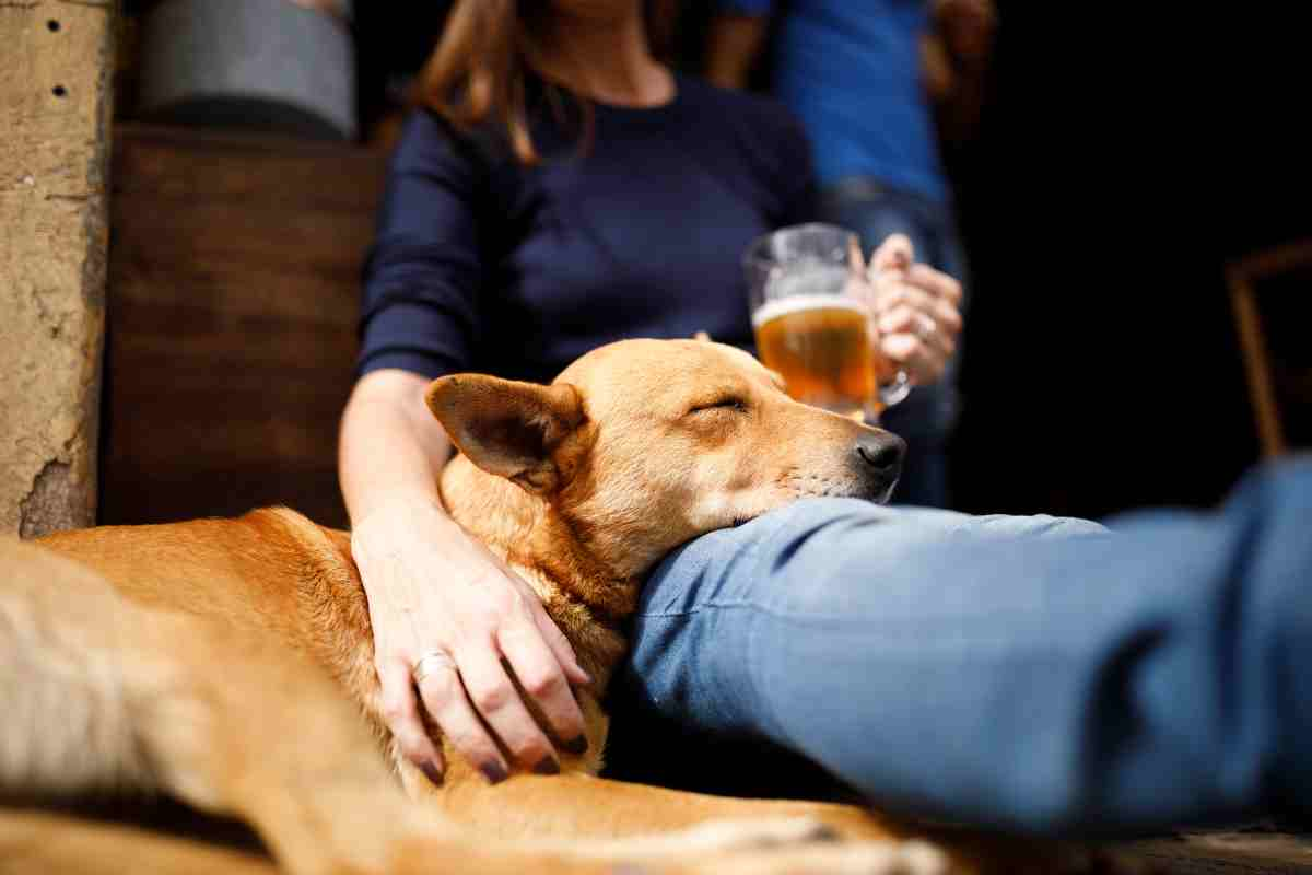 bevande analcoliche pensate per cani, la soda al sapore di zucca