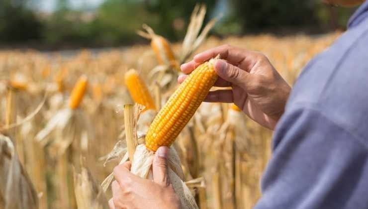 Ecco la deliziosa ricetta di Marco, per preparare le pannocchie di mais con friggitrice ad aria