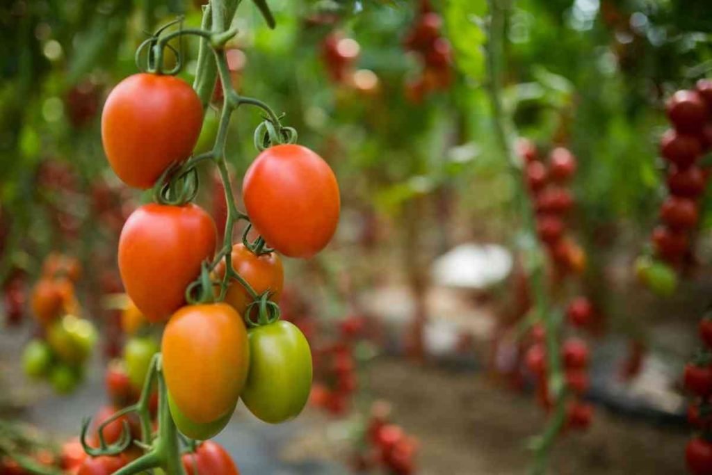 potatura piante pomodoro