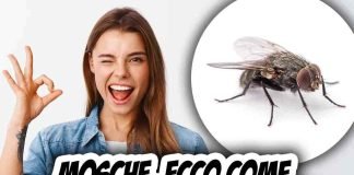 Come liberarsi delle mosche velocemente