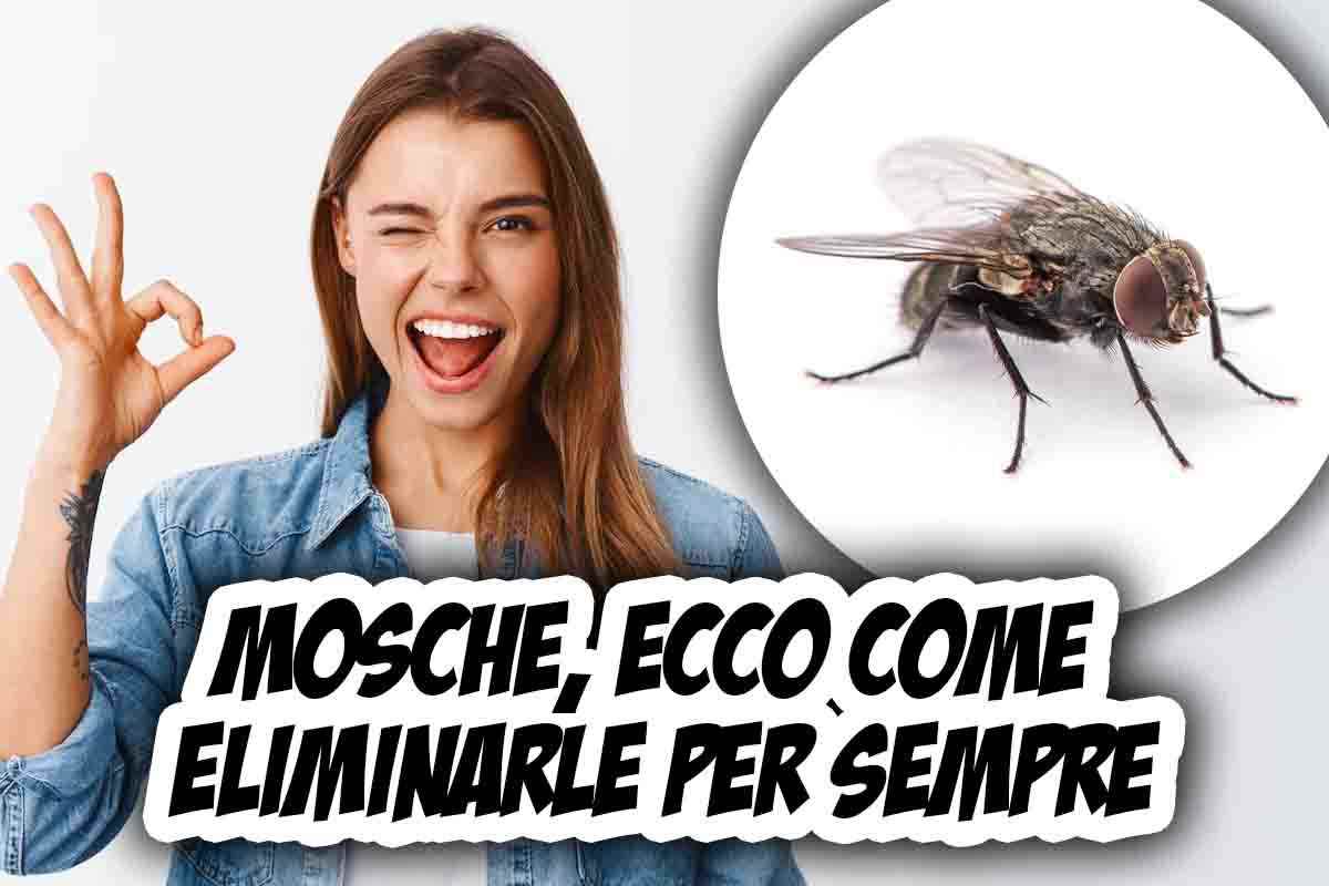 Come liberarsi delle mosche velocemente