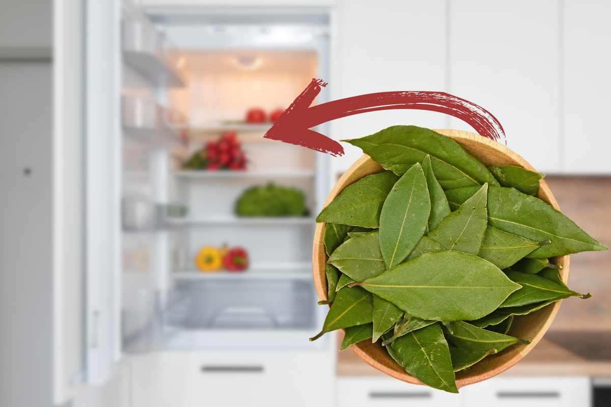 metti alloro foglie in frigo: cosa ti perdi