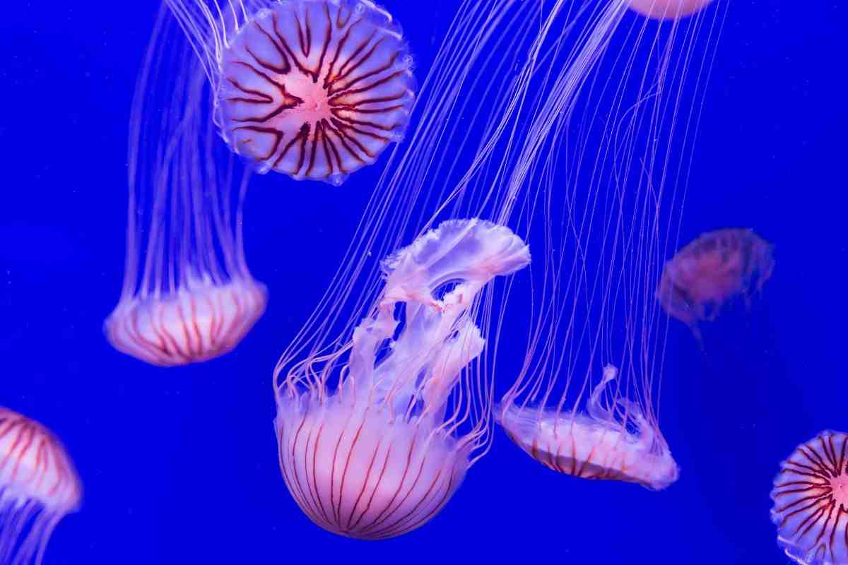 Novità in cucina: si possono mangiare le meduse?